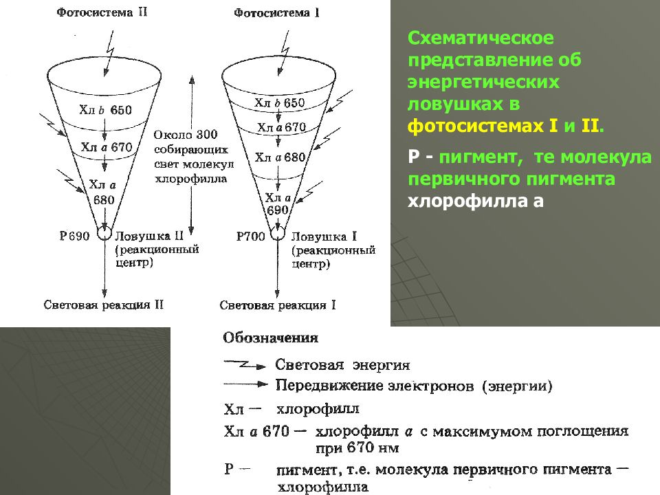 Реакционный центр фотосистемы