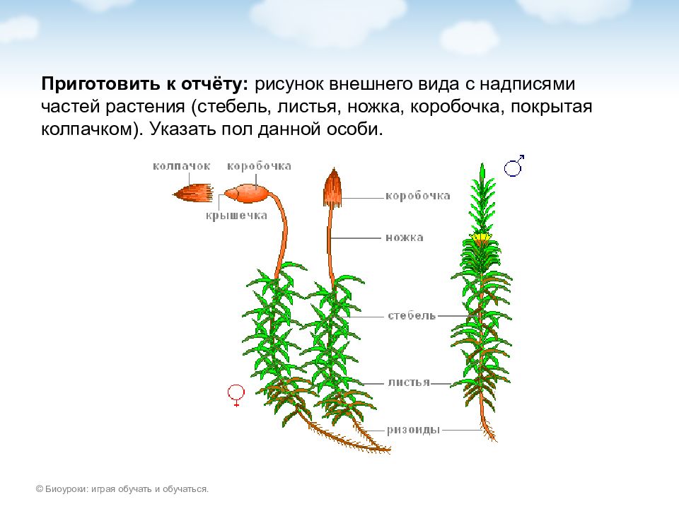 Рисунок кукушкин лен биология