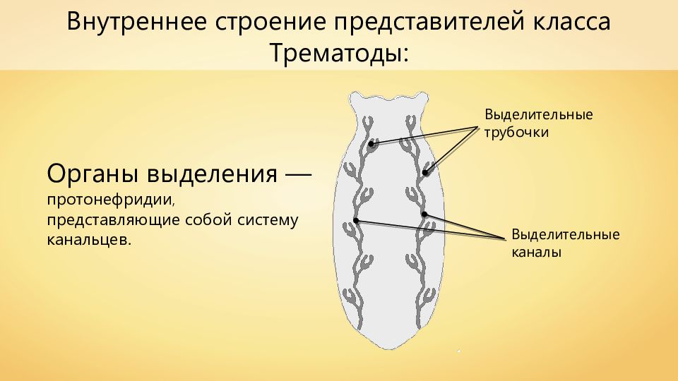 Выделительная система сосальщика печеночного рисунок