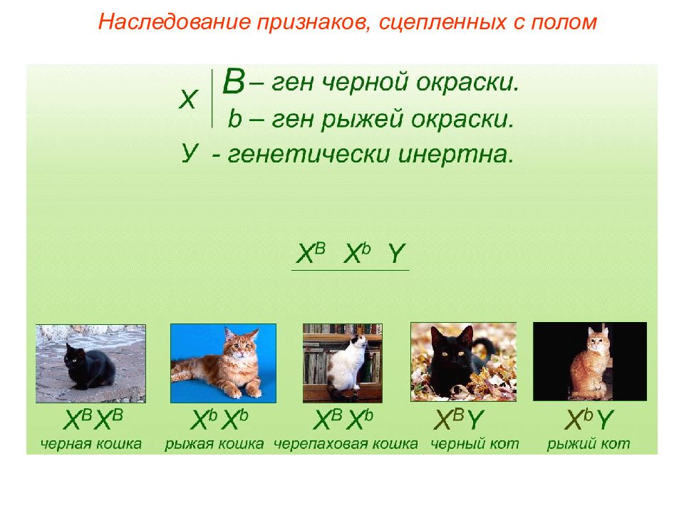 Генетика пола наследование сцепленное с полом презентация