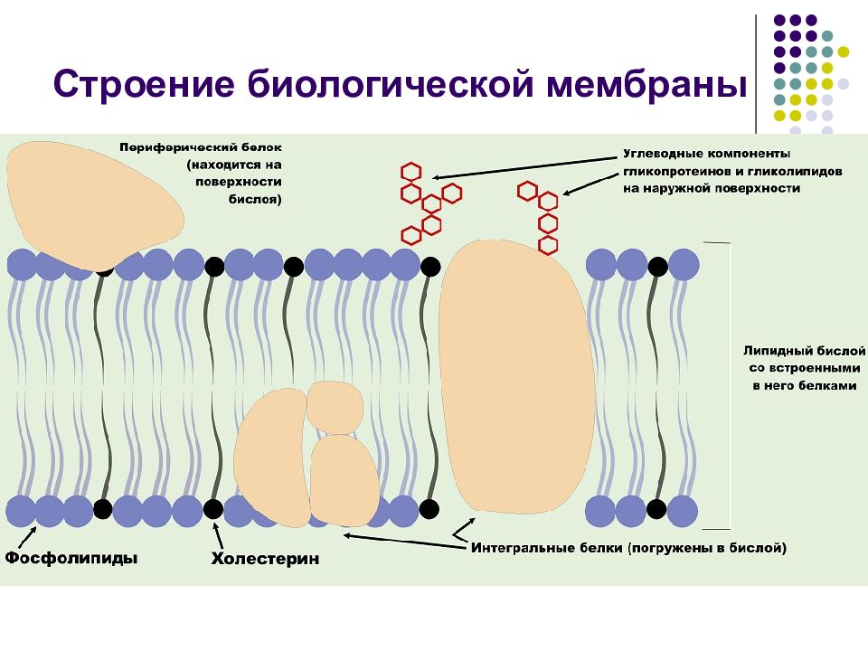 Липидная мембрана. Строение биомембран клетки. Гликолипиды мембран строение. Строение мембраны холестерин. Липидный бислой строение.