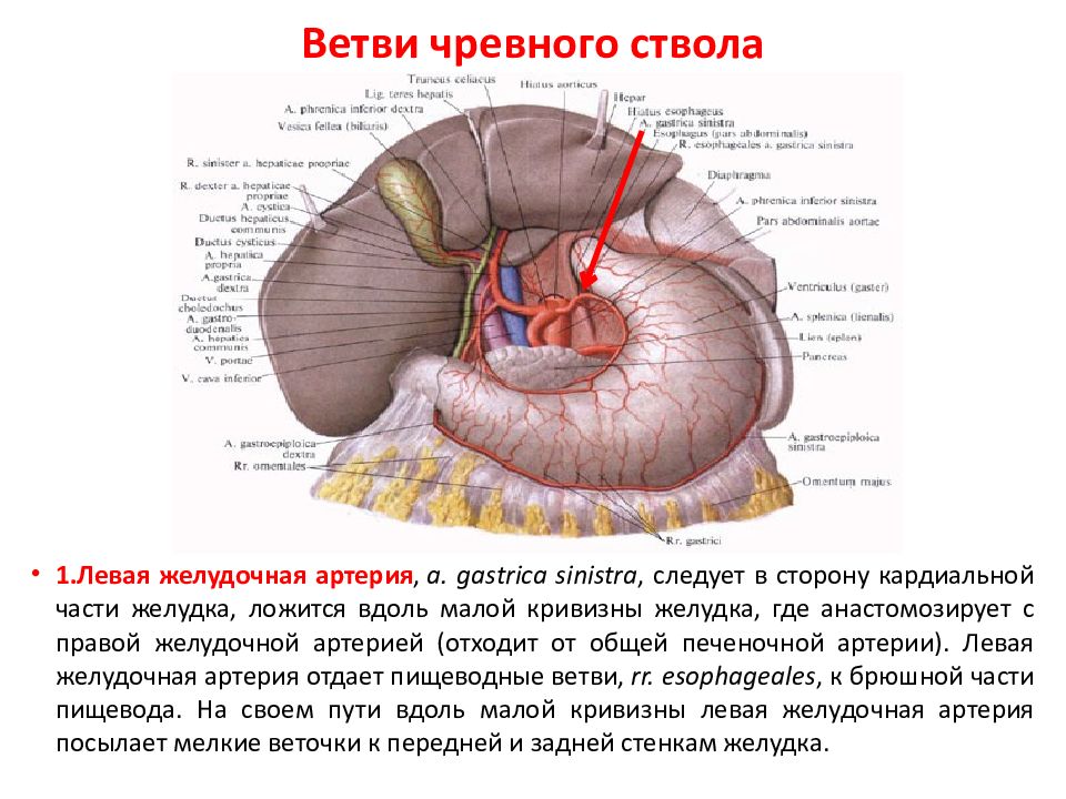 Чревный ствол рисунок