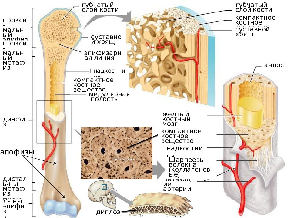 Костномозговая полость компактное вещество надкостница губчатое. Строение губчатой ткани кости. Компактное и губчатое вещество кости. Строение кости биология 8. Надкостница компактное вещество губчатое вещество.
