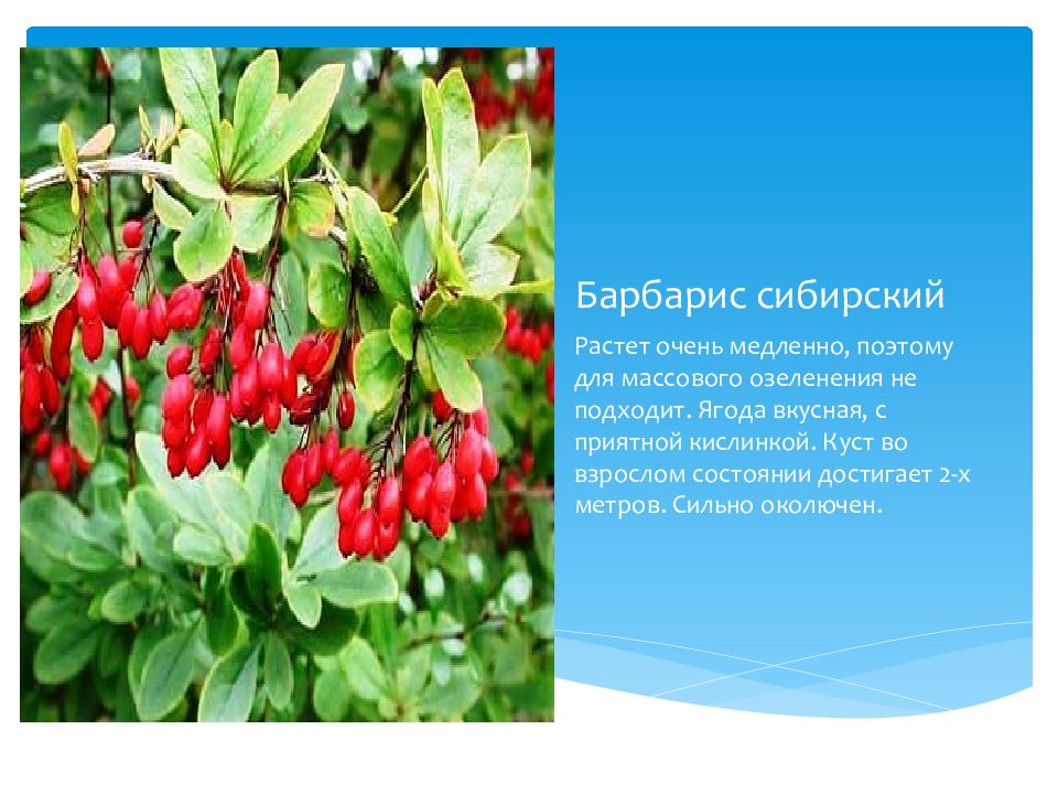 Актриса слаще барбариса умеет дружить. Барбарис Сибирский красная книга. Барбарис Сибирский в Забайкальском крае. Барбарис Сибирский описание. Б. Сибирский - Berberis sibirica Pall..