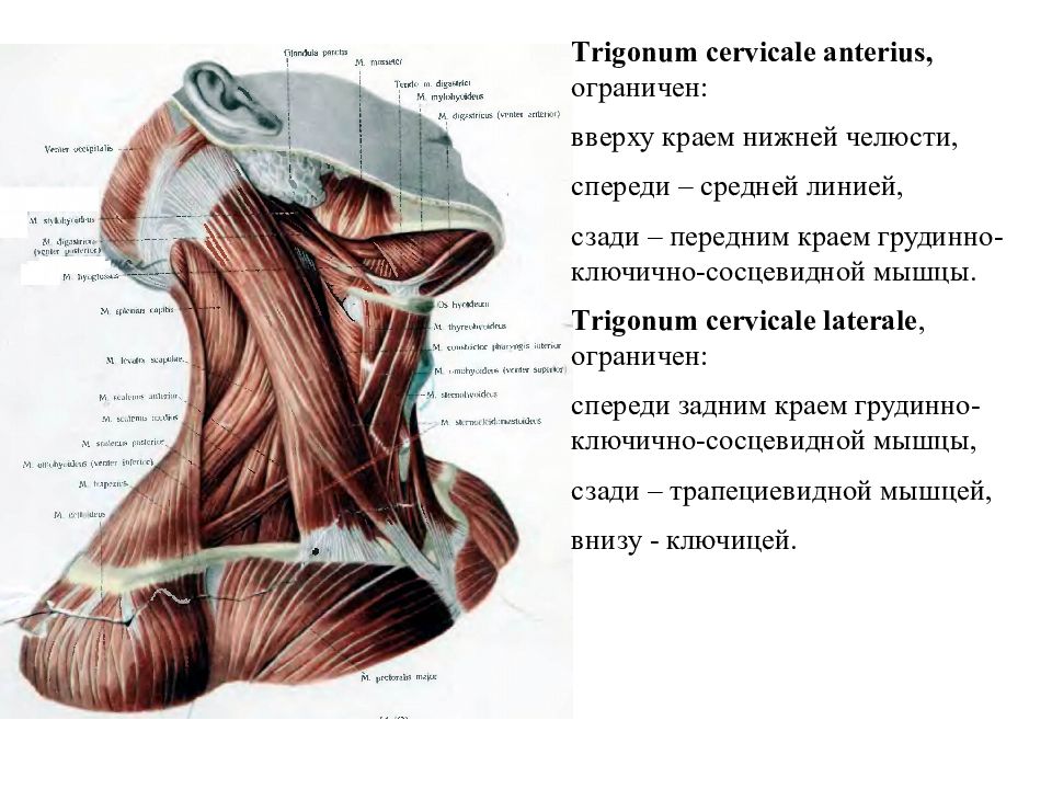 Мышцы шеи презентация