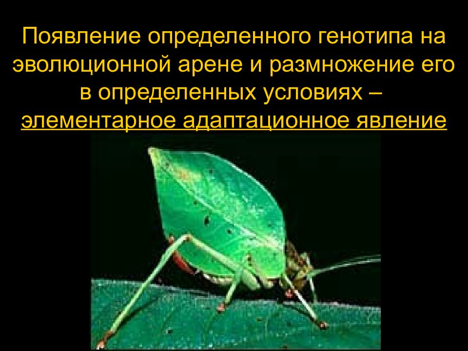 Определить появление. Элементарное эволюционное и адаптационное явления. Определение элементарного эволюционного явления.