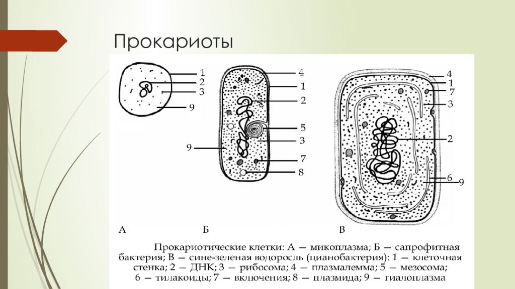 Прокариоты представлены. Клетка бактерии прокариоты. Строение клетки прокариот рисунок. Схематическое строение клетки микоплазм. Прокариоты бактерии микоплазмы.