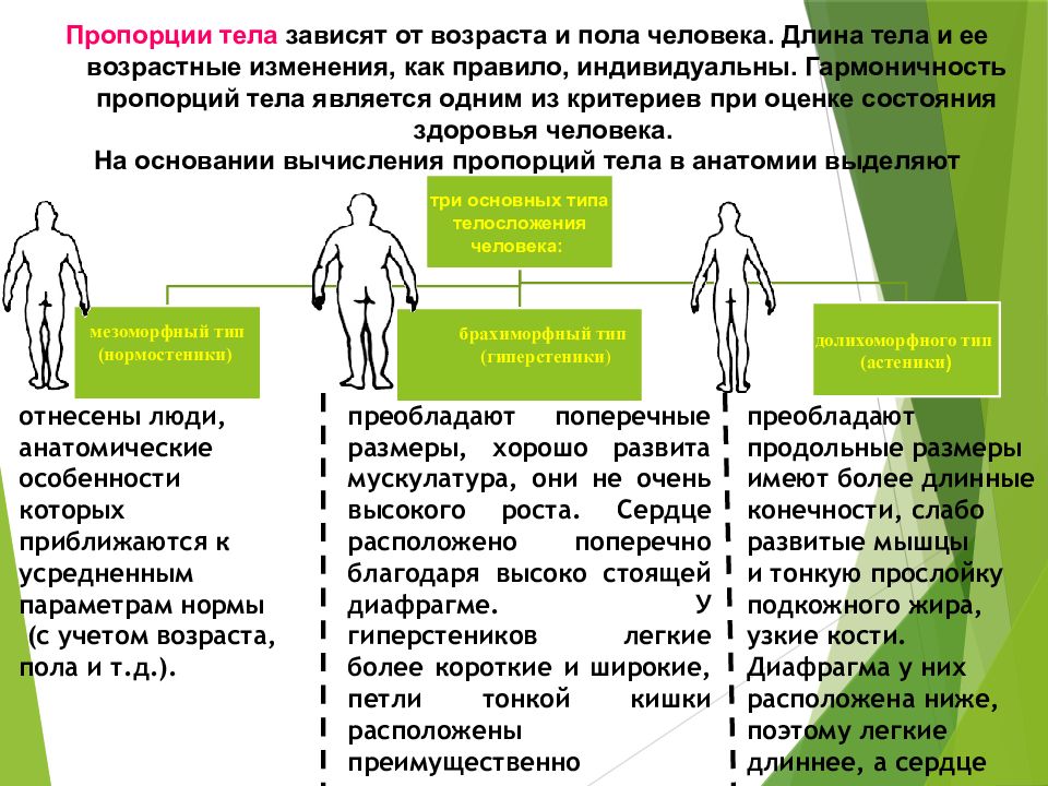 Презентация введение в анатомию и физиологию человека