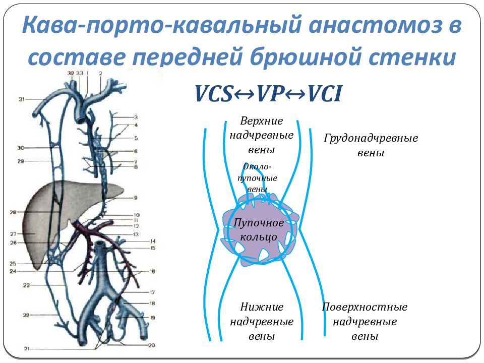 Венозные анастомозы рисунок