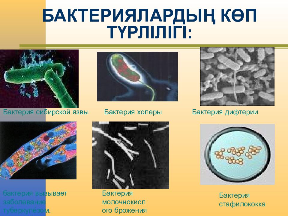 Какие признаки бактерий