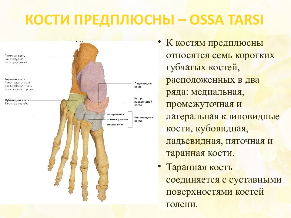 Кости предплюсны. Кости дистального ряда предплюсны. Кости предплюсны форма соединения.. Кости предплюсны стопы. Кости проксимального ряда предплюсны.