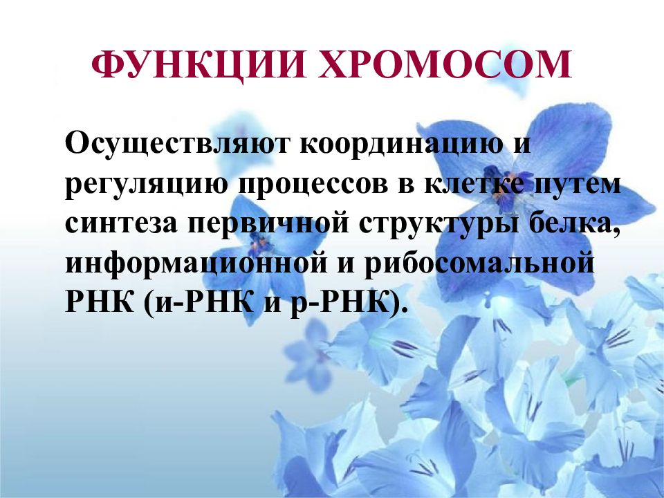 Роль хромосом. Функции хромосом. Функции хромосом в клетке. Роль хромосом в клетке. Хромосомный набор клетки функции.