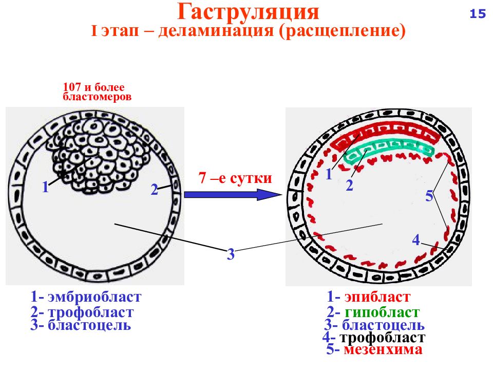 Бластоцель это