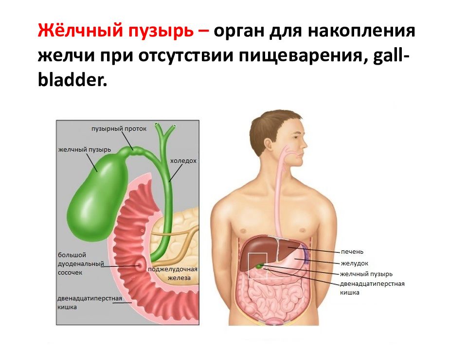 Пищеварительная железа выполняющая барьерную функцию. Пищеварительные железы. Желчный пузырь расположение. Пищеварительные железы внутренние и внешние.