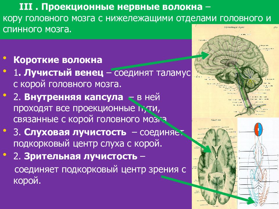 Подкорковые вегетативные центры. Комиссуральные ассоциативные и проекционные волокна головного. Проекционные нервные волокна. Проекционные волокна головного мозга. Комиссуральные волокна мозга.