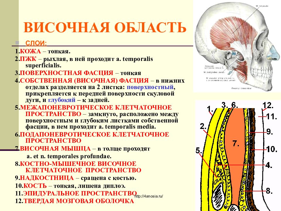 Клетчаточные пространства головы картинка