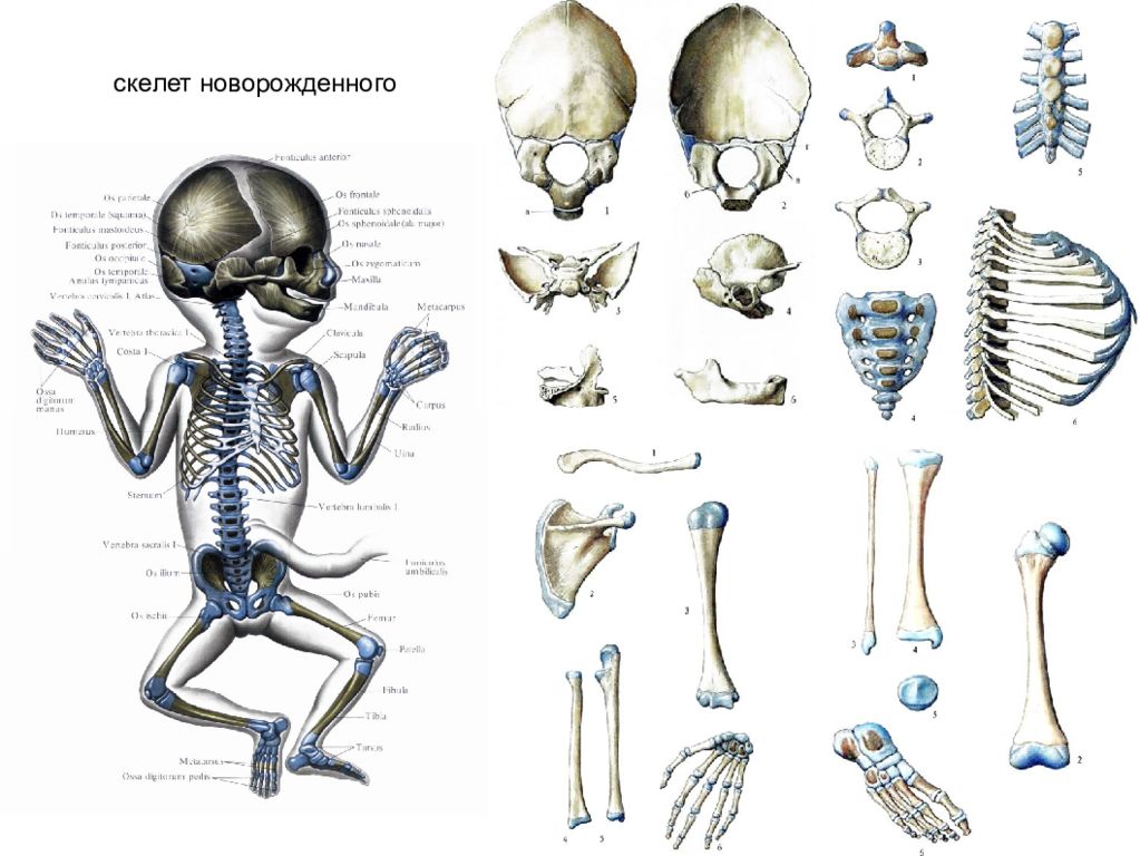 Анатомия года. Скелет новорожденного ребенка анатомия. Перепончатая стадия развития скелета. Скелет туловища новорожденного. Строение костей младенца.