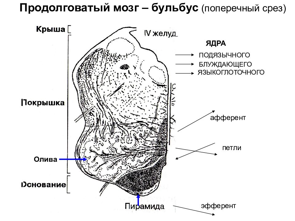 Поперечный срез продолговатого мозга. Каудальные отделы мозга. Каудальный отдел продолговатого мозга. Продолговатый мозг и спинной мозг.