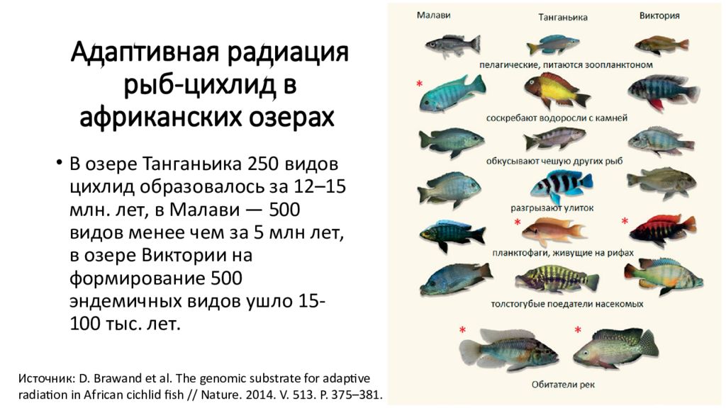 Размеры рыб на озере. Видообразование цихлиды озера Малави. Рыбы малавийские цихлиды. Цихлиды таблица. Форма тела пелагических рыб.