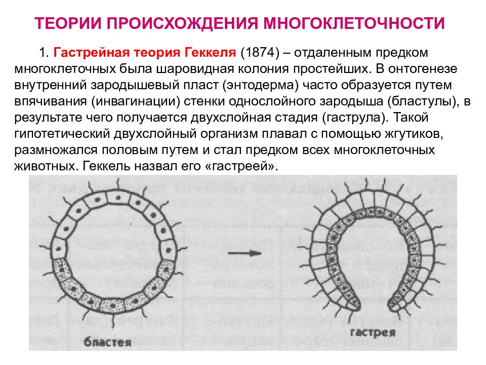 Происхождение классов теория. Теория гастреи и фагоцителлы. Теория многоклеточности Мечникова. Теория многоклеточности Геккеля. Возникновение многоклеточности Мечникова.