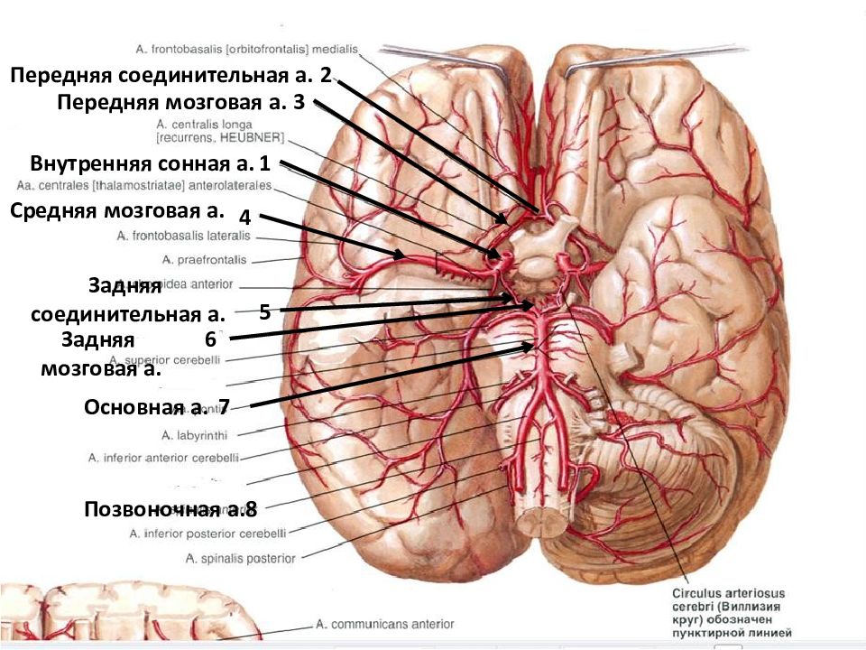 Сердечно сосудистый центр находится в мозге. Анатомия и физиология сердечно-сосудистой системы. Передние мозговые артерии ассиметричны. Медиальный переднемозговой пучок. Лучевая анатомия сердечно сосудистой системы.