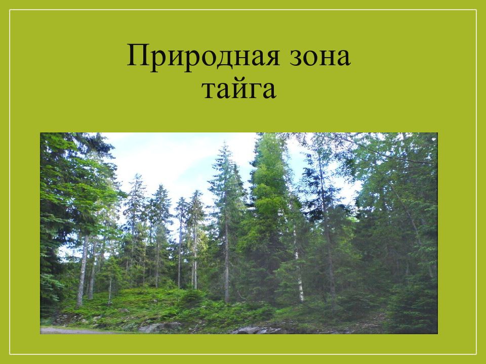 Проект по географии тайга