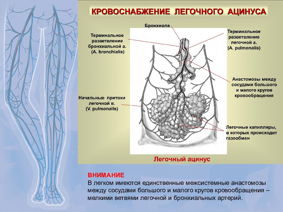 Схема вебера вены