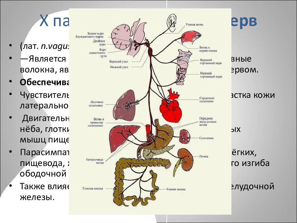 Ход блуждающего нерва схема