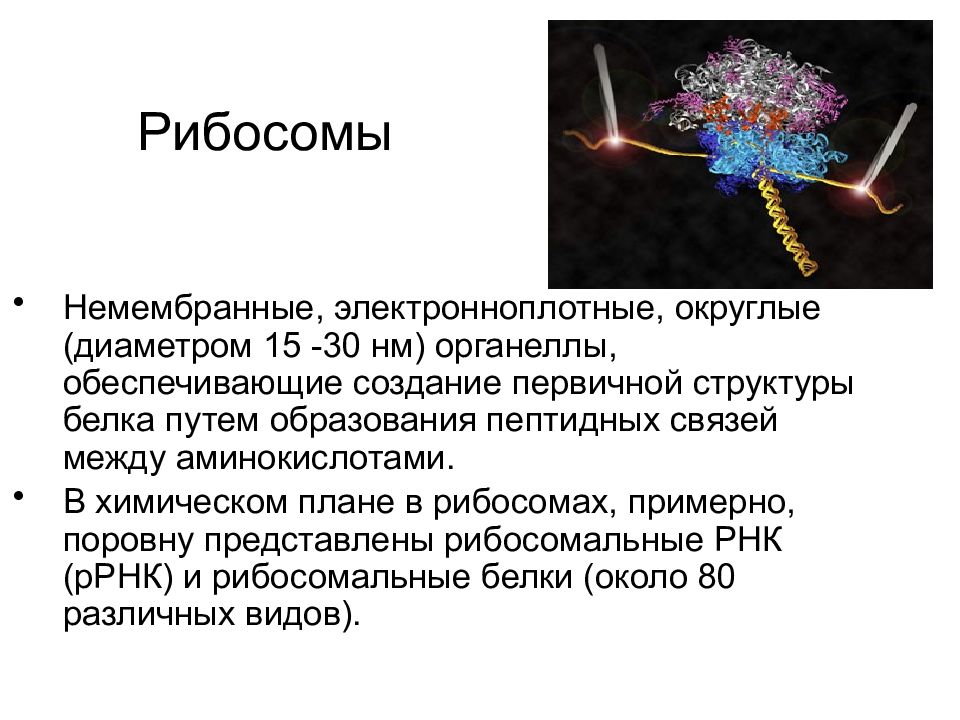 Немембранные структуры обеспечивающие синтез белков. Белок синтетический аппарат клетки. Синтетический аппарат клетки представлен:. Органеллы синтетического аппарата. Органеллы составляющие синтетический аппарат клетки.