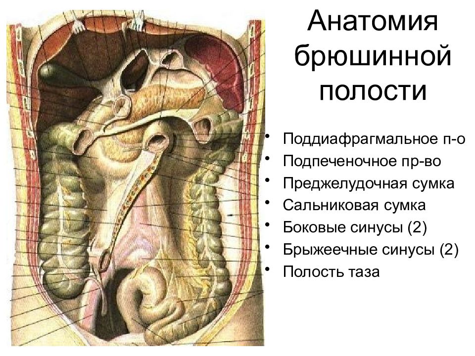 Полость таза