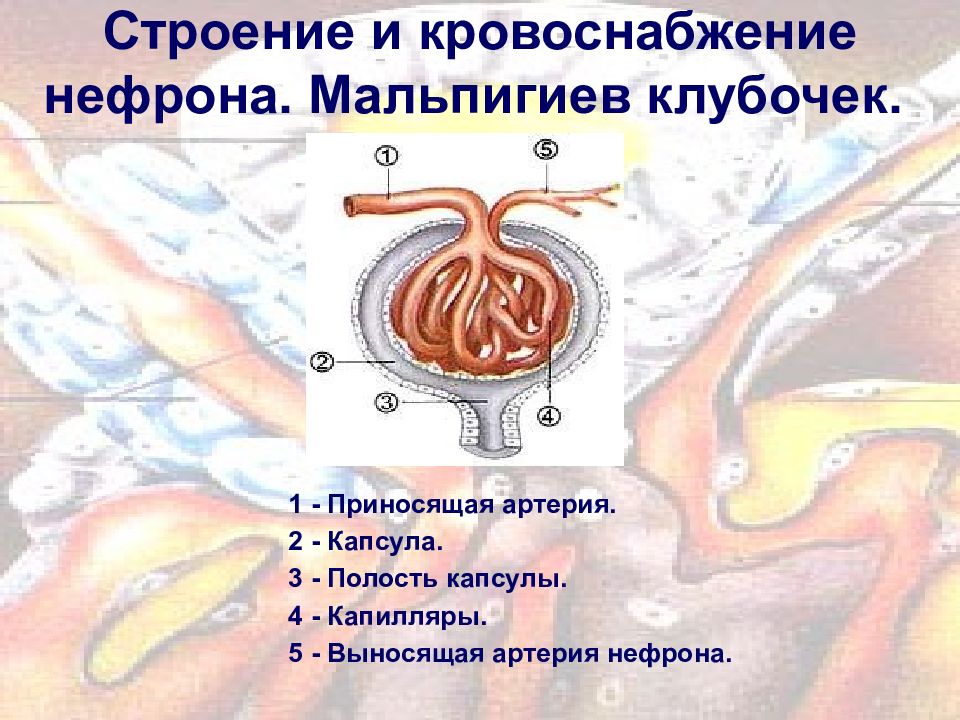 Что находится внутри структуры обозначенной на рисунке цифрой 1 капсула нефрона