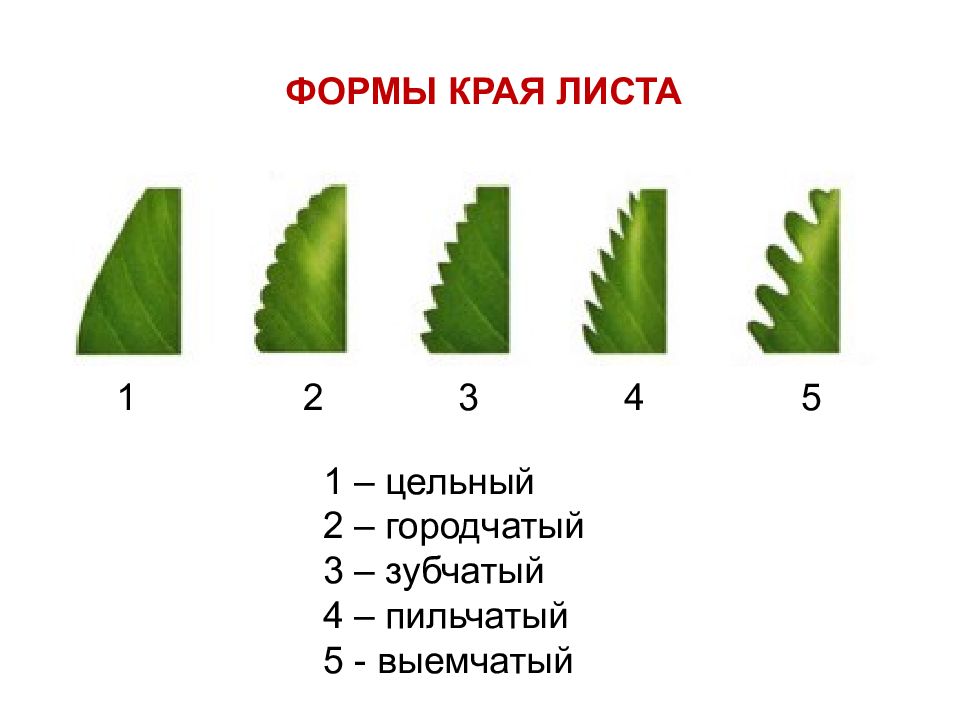 Соотнеси названия частей листа с цифрами на изображении