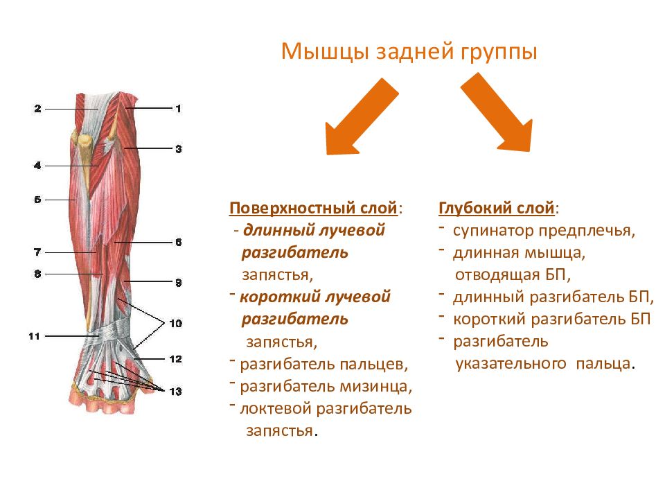 Презентация мышцы верхних конечностей