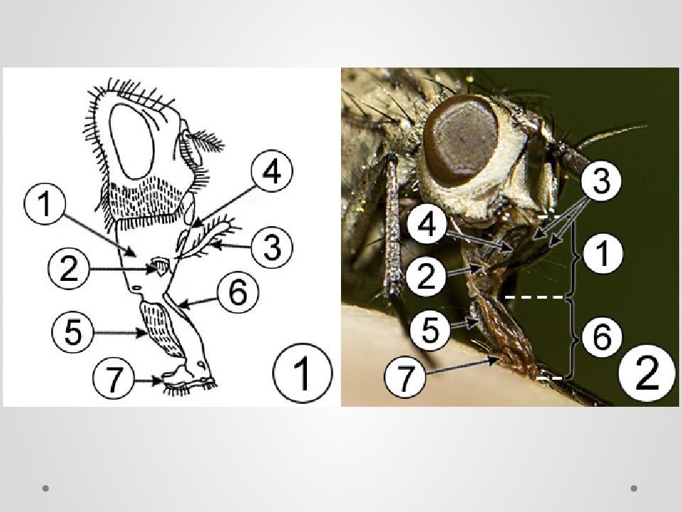 Ротовые аппараты насекомых рисунки с подписями