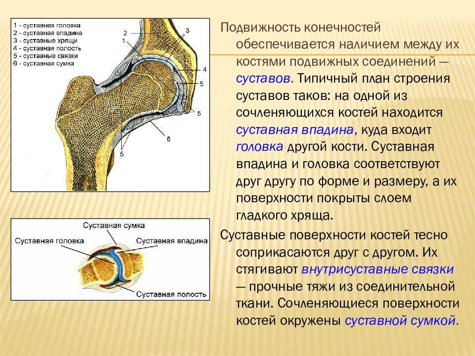 Соединение костей 6. Полуподвижное соединение костей строение. Строение скелета человека суставы. Хрящи между слуховыми косточками. Мыщелковый сустав.