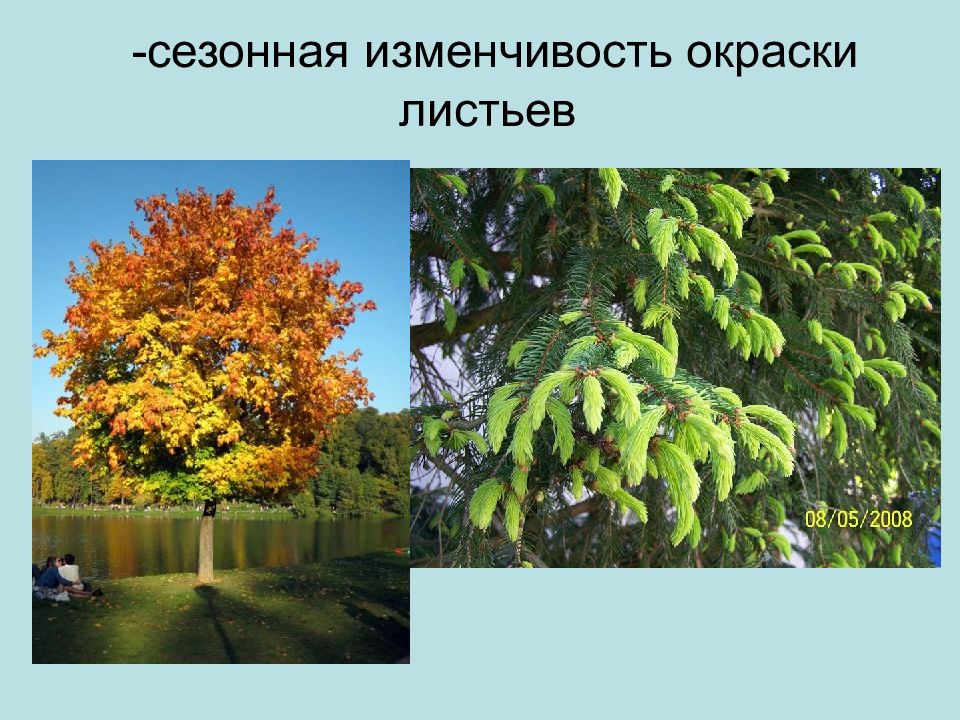 Величина листьев. Сезонная изменчивость растений. Сезонная изменчивость окраски листвы. Сезонная изменчивость фитоценозов. Сезонная изменчивость растительных сообществ.