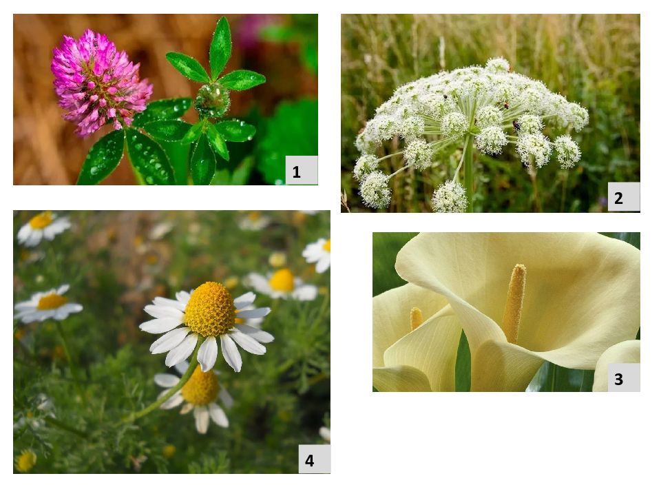 Семенные растения примеры организмов