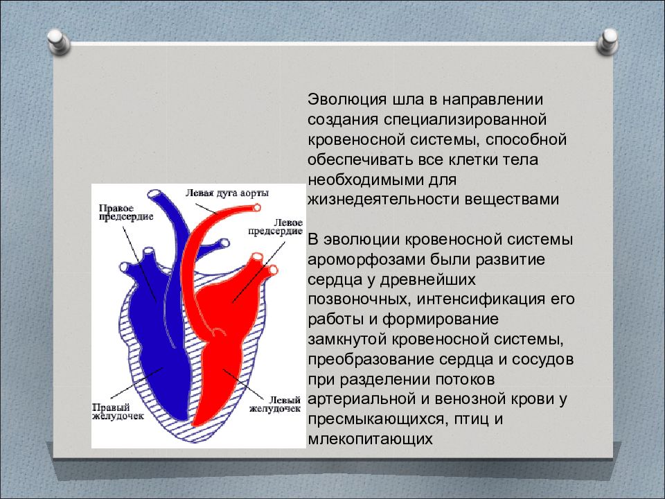 Система эволюции. Эволюция систем органов. Эволюция всех систем органов. Направления эволюции органов и систем. Развитие систем органов.