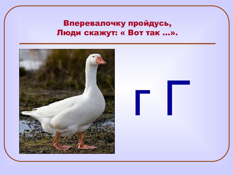 Живое на букву г. Загадки про животных на букву г. Загадки на букву г. Загадка про животное на букву г. Загадки на букву г для 1 класса с ответами.