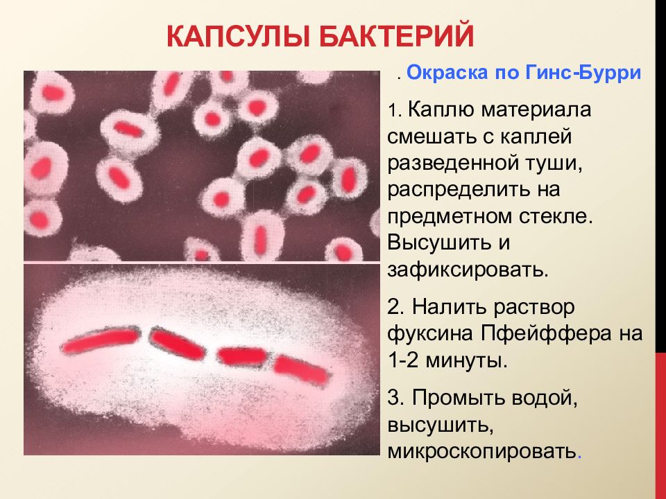 Окраска спор бактерий. Метод окраски капсульных бактерий микробиология. Метод Бурри-Гинса окраска капсул. Окраска капсульных бактерий по методу Бурри-Гинса. Бациллы окрашенные фуксином Пфейффера.
