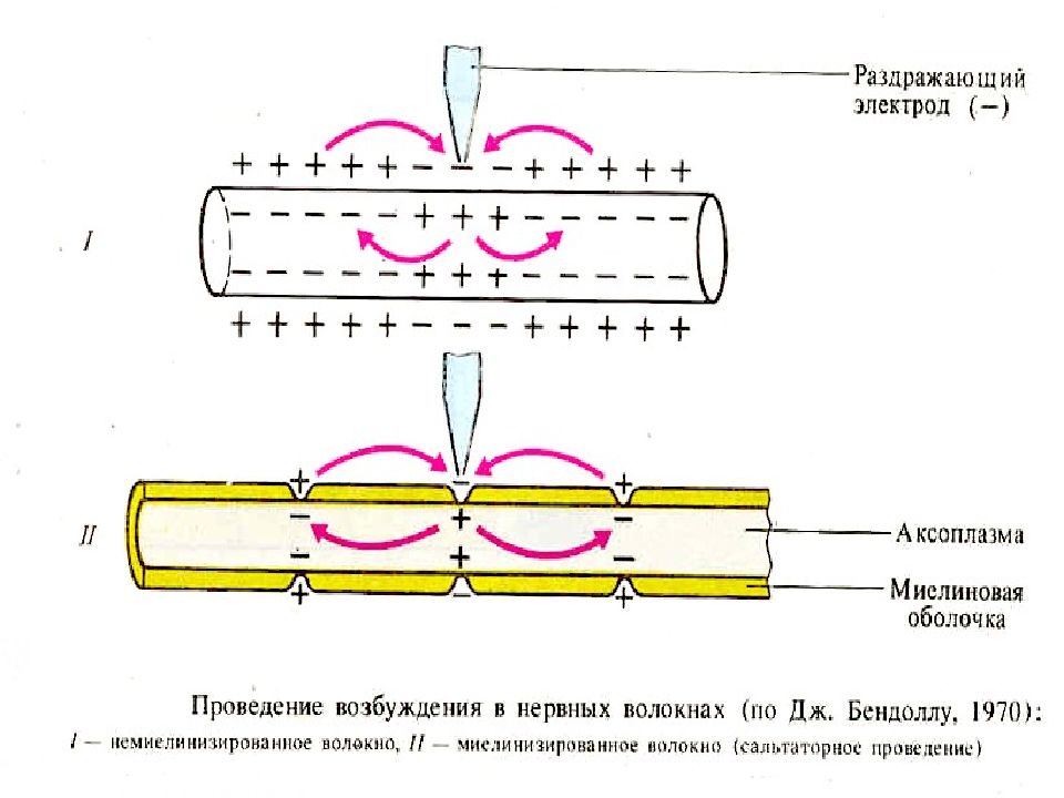 На рисунке ниже показано строение миелинизированного нервного волокна