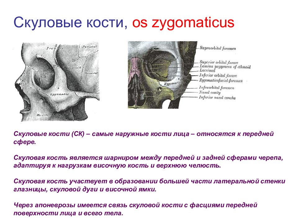 Скуловая кость анатомия картинки