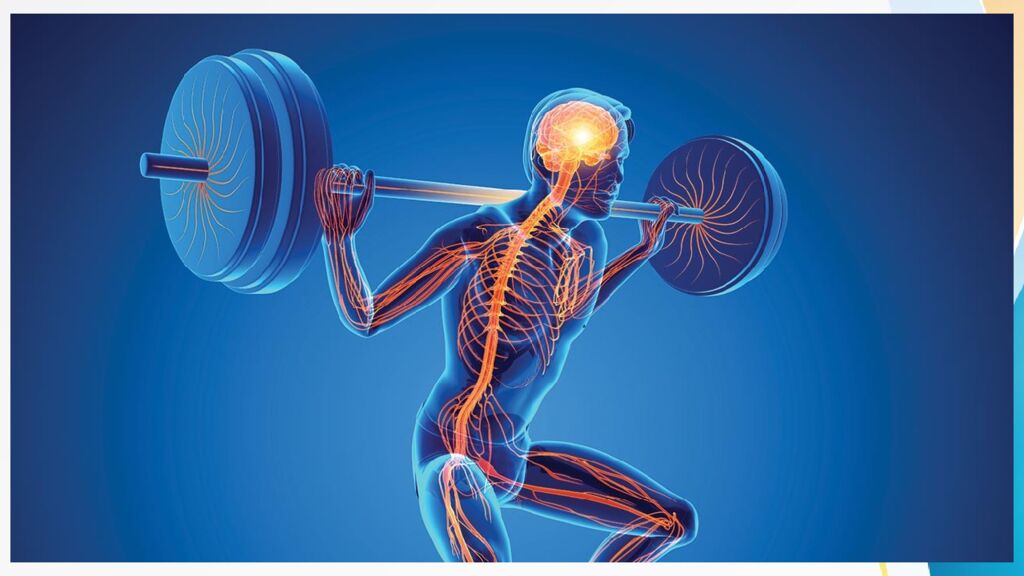 Адаптация. Срочная адаптация. Долговременная адаптация