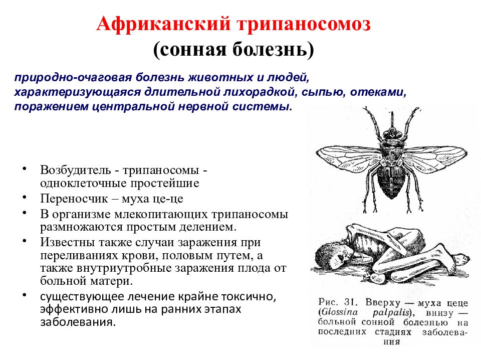 Сонная болезнь. Муха ЦЕЦЕ переносчик сонной болезни. Муха ЦЕЦЕ инфекционные заболевания. Сонная болезнь возбудитель трипаносома.