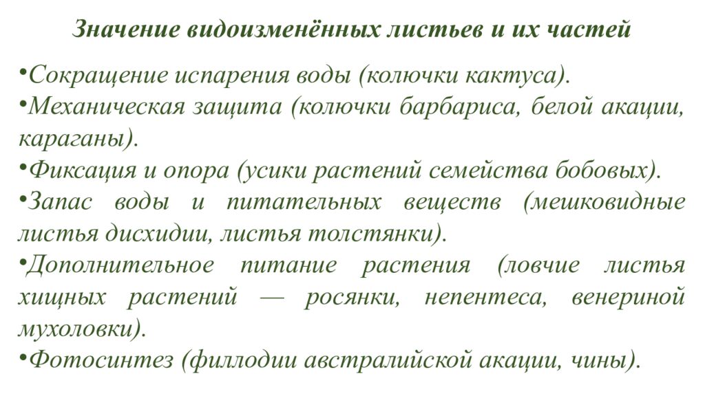 Особенности внешнего и внутреннего строения листа