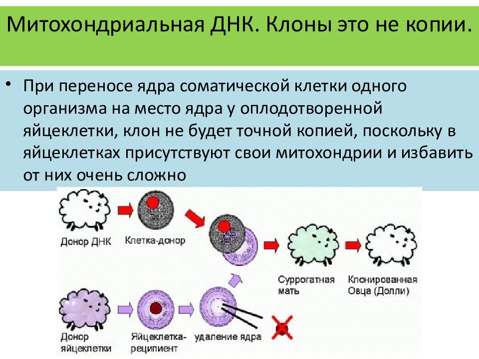 Извлечение соматического ядра клетки. Перенос ядра соматической клетки. Клонирование соматических клеток. Метод клонирования в биологии. Перенос ядра соматической клетки клонирование.
