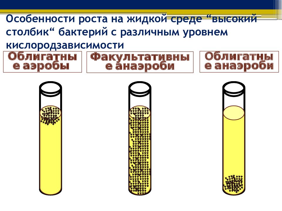 Особенности роста. Рост на жидких средах. Особенности роста на жидких средах:. Рост микробов в жидких средах. Рост бактерий в жидких средах.