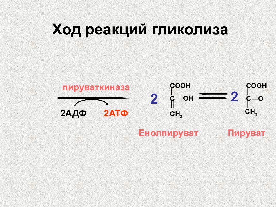 Пируват. Пируват в лактат. Енолпируват.