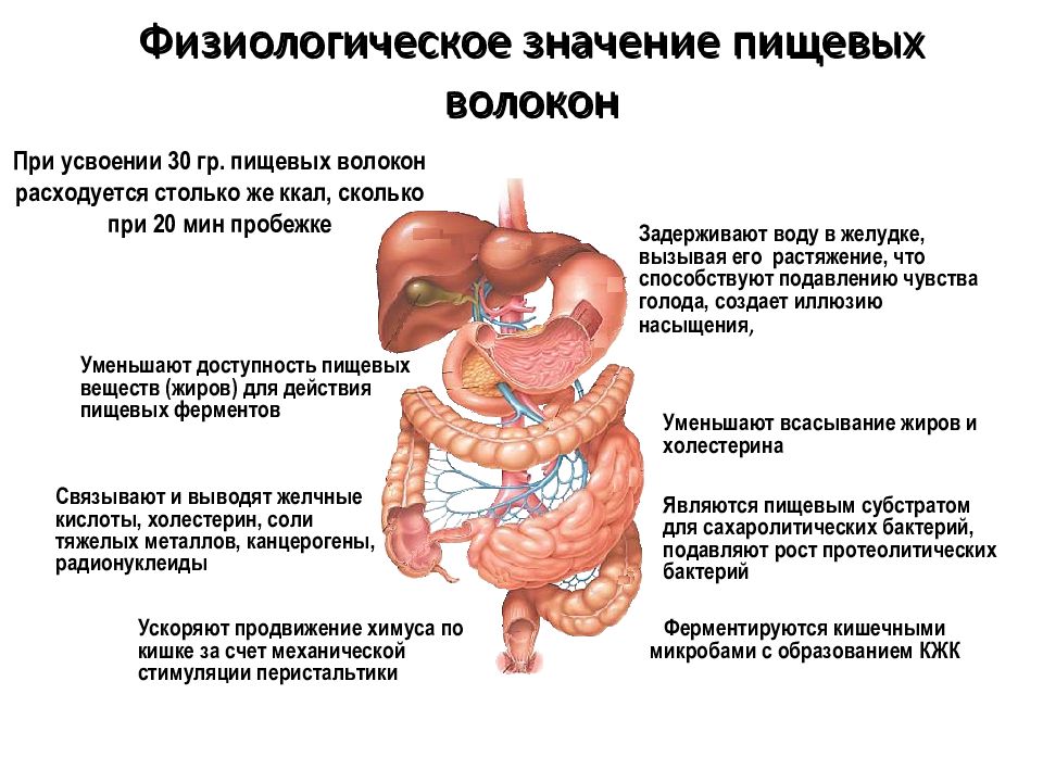 Основной источник пищеварительных волокон. Физиологическая роль пищевых волокон. Функции пищевых волокон в организме:. Важность пищевых волокон в питании.