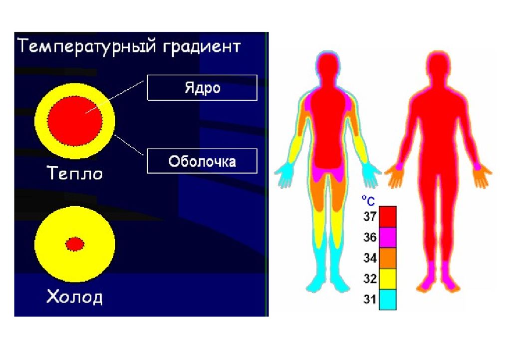 Температурная карта человека